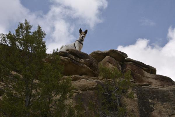 /Images/uploads/Humane Society of Utah/HSUCalendar/entries/1156thumb.jpg